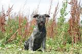 BOUVIER DES ARDENNES 315